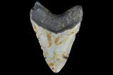 Fossil Megalodon Tooth - North Carolina #86956-2